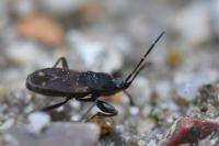 Eremocoris plebejus