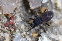 Eremocoris plebejus
