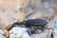 Eremocoris plebejus