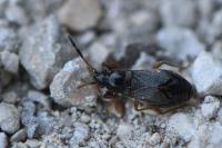 Megalonotus antennatus