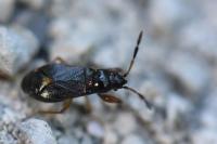 Megalonotus antennatus