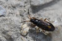Megalonotus antennatus
