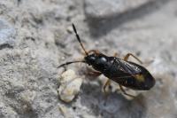 Megalonotus antennatus