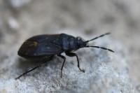 Drymus ryeii