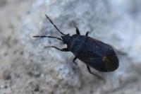 Drymus ryeii