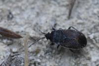 Drymus ryeii