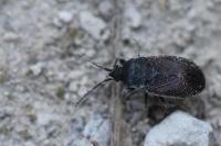 Drymus ryeii