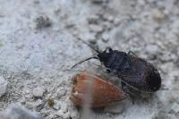 Drymus ryeii