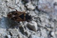 Trapezonotus dispar
