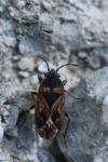 Trapezonotus dispar