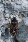 Trapezonotus dispar