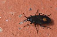 Aphanus rolandri