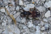 Eremocoris abietis