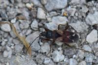 Eremocoris abietis