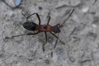 Alydus calcaratus