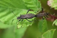 Alydus calcaratus