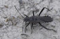 Alydus calcaratus
