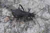 Alydus calcaratus