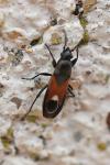 Pterotmetus staphyliniformis