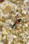 Pterotmetus staphyliniformis