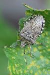 Rhaphigaster nebulosa
