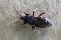 Eremocoris podagricus