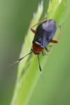 Capsus ater
