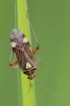 Rhabdomiris striatellus