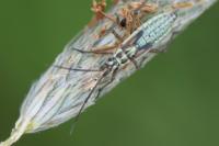 Leptopterna dolabrata