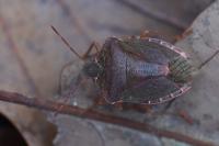 Palomena prasina