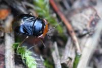 Geocoris erythrocephalus