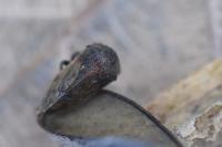 Gargara genistae