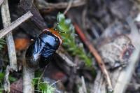 Geocoris erythrocephalus