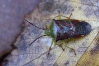 Elasmostethus interstinctus