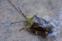 Elasmostethus interstinctus