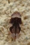 Philaenus spumarius