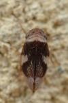 Philaenus spumarius