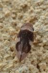 Philaenus spumarius