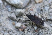 Eremocoris plebejus