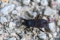 Eremocoris plebejus