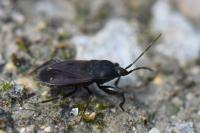 Eremocoris plebejus