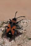 Horvathiolus superbus