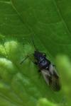 Metopoplax ditomoides