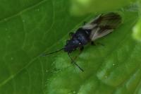 Metopoplax ditomoides