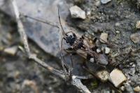 Beosus maritimus