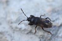 Megalonotus emarginatus