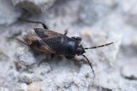 Megalonotus emarginatus