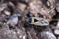 Xanthochilus quadratus