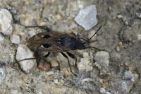 Graptopeltus lynceus