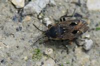 Graptopeltus lynceus